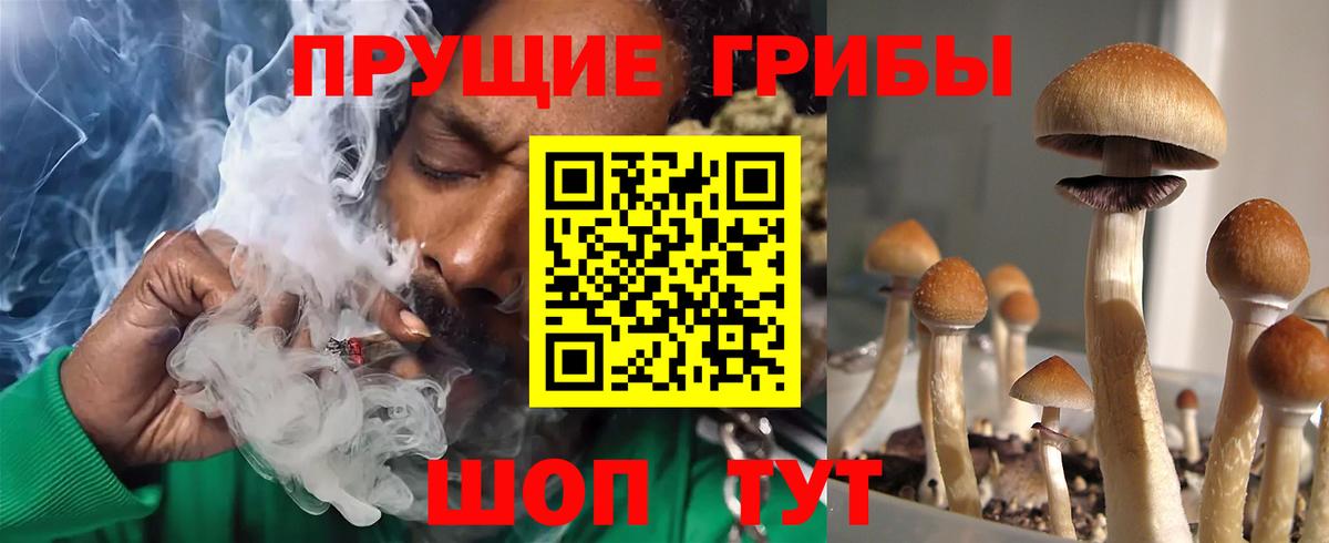 Городец  Псилоцибиновые грибы Cubensis  Вход с VPN  Псилоцибиновые грибы прущие грибы 